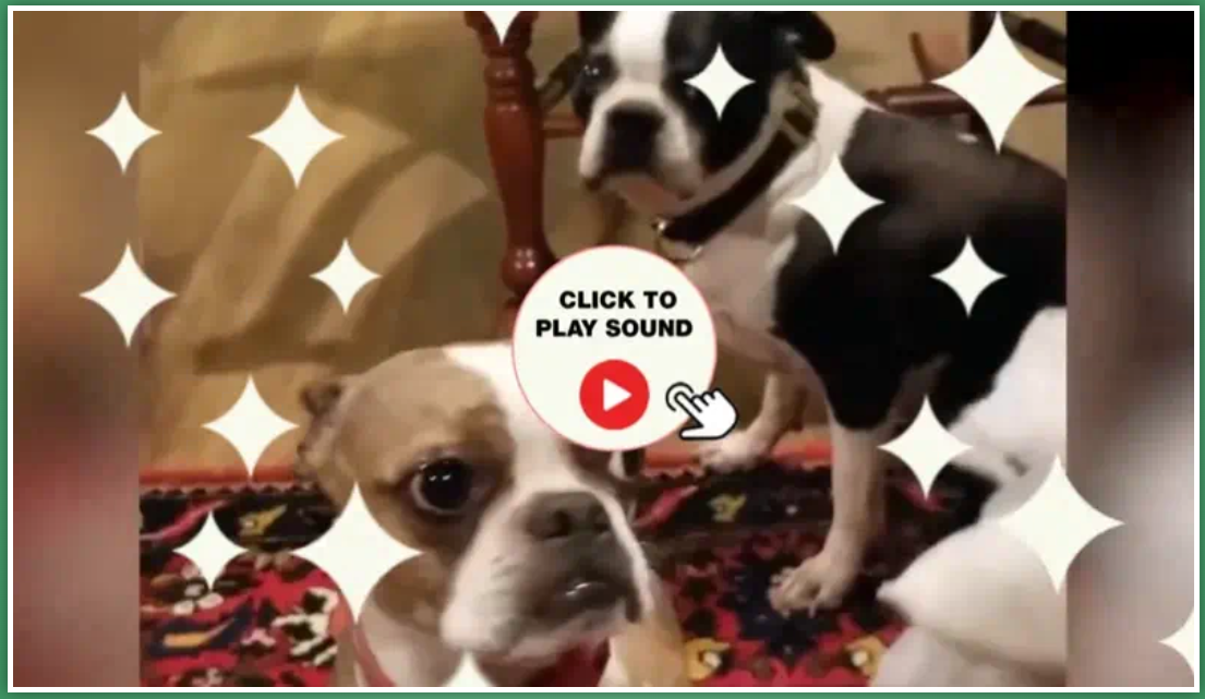 Watch the video